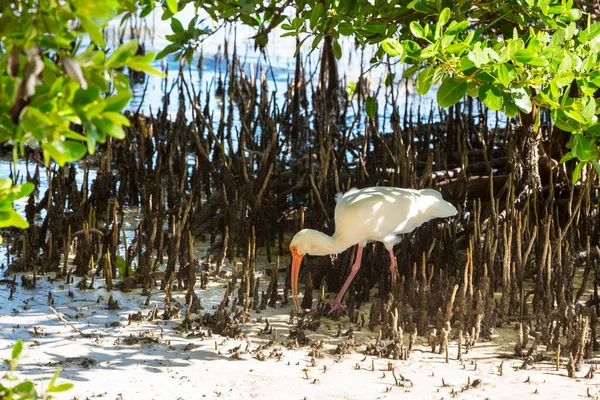 White Ibis Everglades National Park Estados Unidos Florida — Foto de Stock