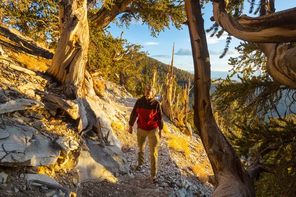 Ancient Bristlecone Pine Tree Ukazuje Pokroucené Pokroucené Rysy California Usa — Stock fotografie