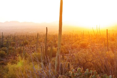 Büyük Saguaro kaktüsü bir dağda, Arizona, ABD