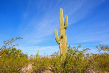 Büyük Saguaro kaktüsü bir dağda, Arizona, ABD
