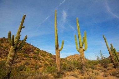 Büyük Saguaro kaktüsü bir dağda, Arizona, ABD