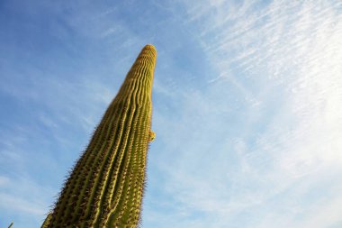 Büyük Saguaro kaktüsü bir dağda, Arizona, ABD