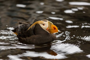 Boynuzlu martı (Fratercula corniculata), yakın çekim
