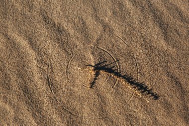 Kum üzerinde kuru otlarla çizilmiş soyut doku- çember