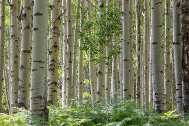 Güneş doğarken yaz ormanı. İlham verici yaz arkaplanı.