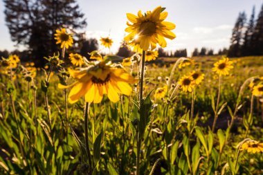 Çiçek çayırında güneşli bir gün. Güzel doğal arka plan. Doğadaki yabani bitkiler.
