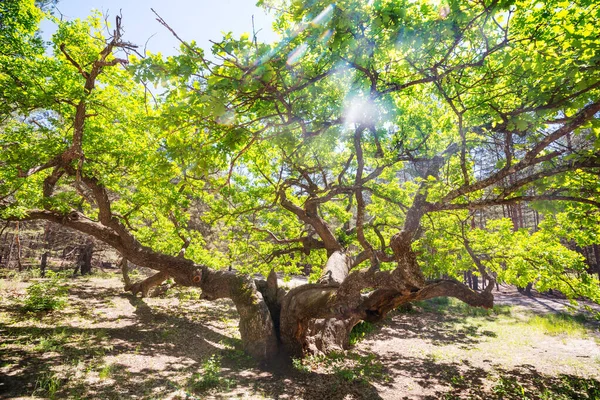 Yeşil Bir Bahar Ormanındaki Büyük Meşe — Stok fotoğraf