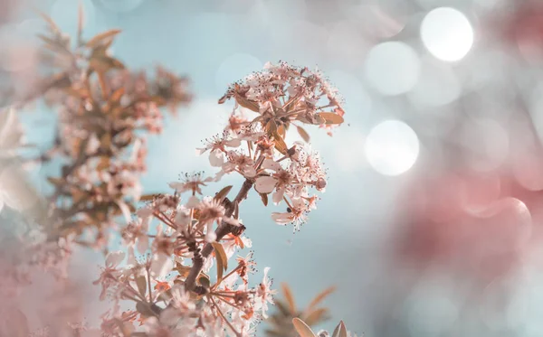 Květiny Třešně Kvetoucí Jarní Zahradě Jarní Pozadí — Stock fotografie