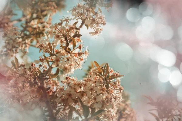 Flores Cereja Que Floresce Jardim Primavera Fundo Primavera — Fotografia de Stock