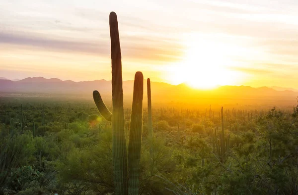 Кактус Big Saguaro Горах Штат Арізона Сша — стокове фото