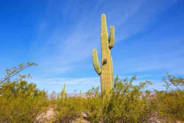 Big Saguaro Cactus Een Bergen Arizona Verenigde Staten — Stockfoto