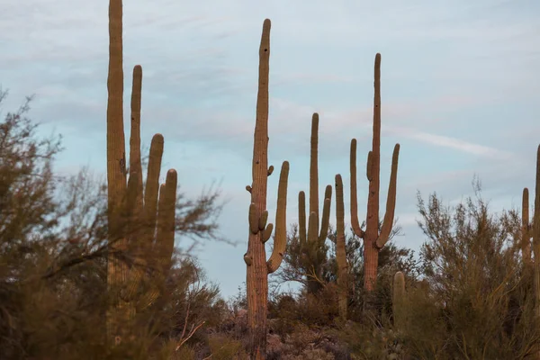 Gran Cactus Saguaro Una Montaña Arizona — Foto de Stock