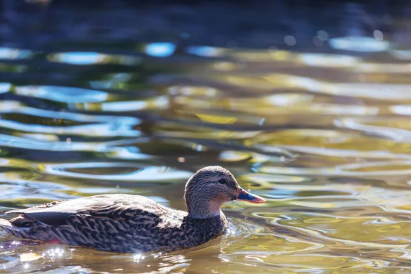 Erstaunliche Stockente Auf Dem Bergsee — Stockfoto