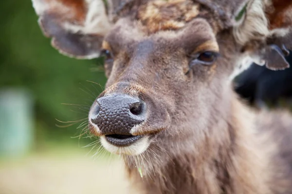 Wild Elk Nature Reserve Sri Lanka — стоковое фото
