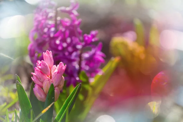 Easter Spring Background Hyacinth Garden — ストック写真