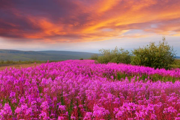 Meadow Aljašce Letní Sezóna — Stock fotografie