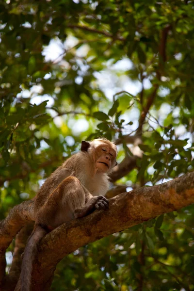 Scimmie Nella Foresta Tropicale Thailandia — Foto Stock