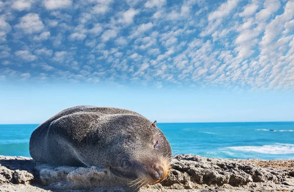 Bastante Relajante Foca Costa Del Océano — Foto de Stock