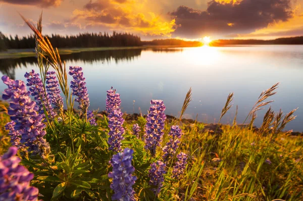 Divoké Květiny Břehu Jezera Letní Sezóně Úsvitu — Stock fotografie