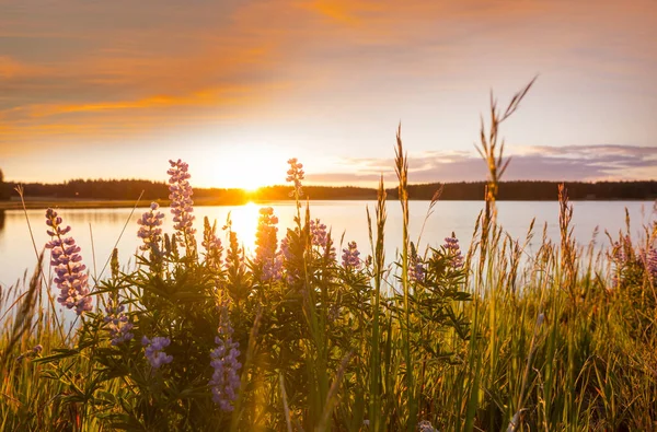 Yaz Mevsiminde Şafakta Göl Kıyısında — Stok fotoğraf