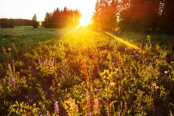 Sunny Day Flowers Meadow Beautiful Natural Background Wild Plants Nature — Stock Photo, Image