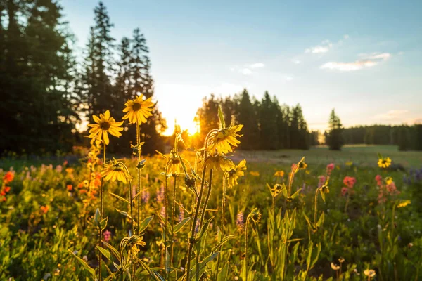 Piękne Dzikie Kwiaty Zielonej Łące Sezonie Letnim Naturalne Tło — Zdjęcie stockowe