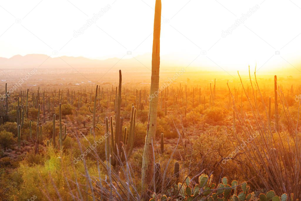 Big Saguaro cactus in a mountains, Arizona, USA