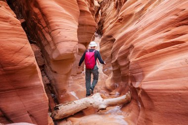 Utah, ABD 'deki Grand Staircase Escalante Ulusal Parkı' ndaki Slot Kanyonu. Utah çöllerinde alışılmadık renkli kumtaşı oluşumları yürüyüşçüler için popülerdir..