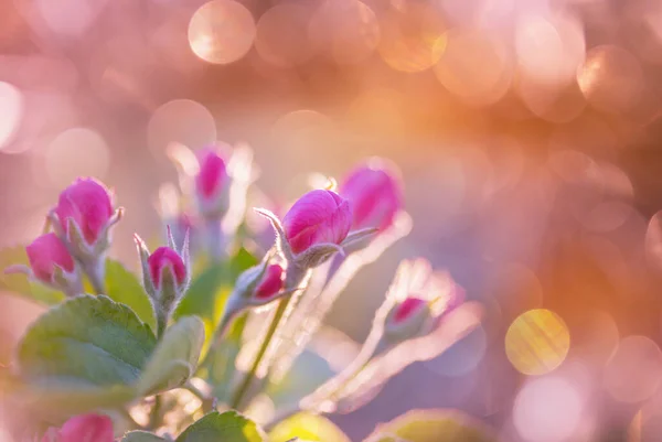 นไม บานสะพร งในสวนฤด ใบไม นหล งธรรมชาต ใบไม สวยงาม — ภาพถ่ายสต็อก
