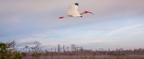 White Ibis Everglades National Park Estados Unidos Florida — Foto de Stock