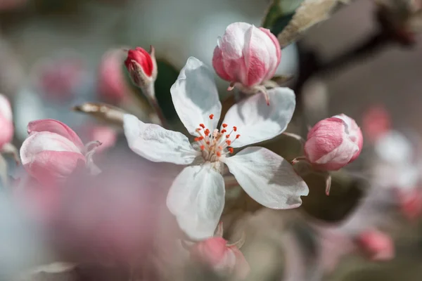 Цветущее Дерево Весеннем Саду Прекрасный Весенний Фон — стоковое фото