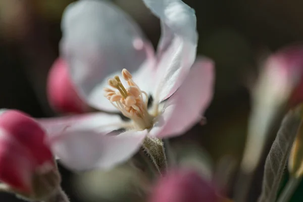 Blommande Träd Vårträdgården Vacker Vår Naturlig Bakgrund — Stockfoto