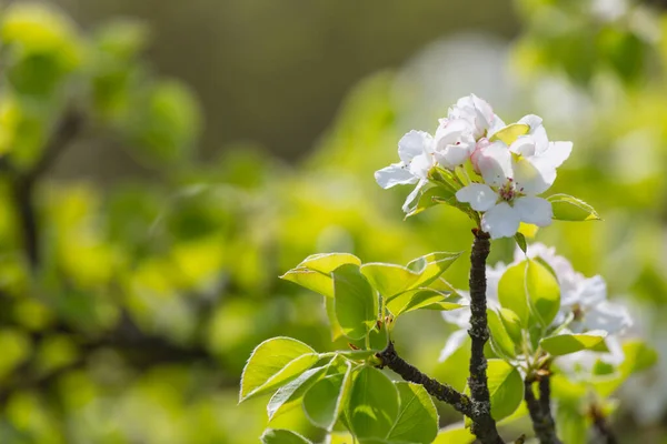 Bahar Bahçesinde Çiçek Açan Ağaç Güzel Bahar Doğal Arka Plan — Stok fotoğraf