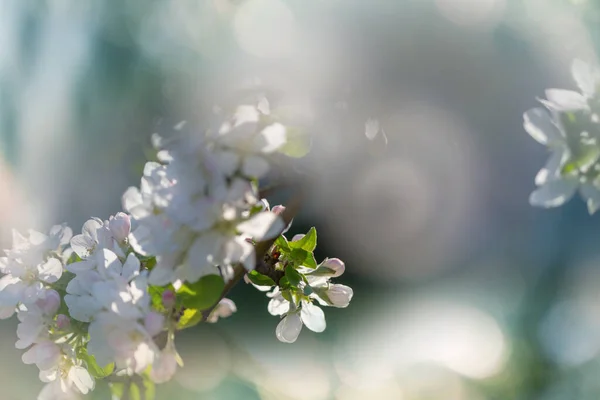 Albero Fiorito Nel Giardino Primaverile Bella Primavera Sfondo Naturale — Foto Stock