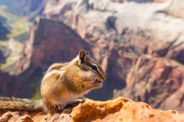 Americký Chipmunk Letním Lese — Stock fotografie