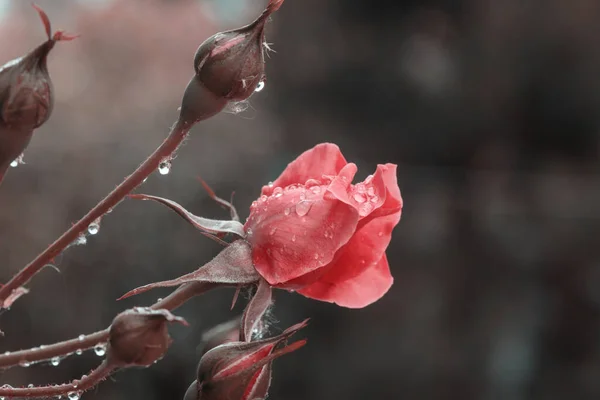 Różowa Róża Piękne Tło Natury — Zdjęcie stockowe