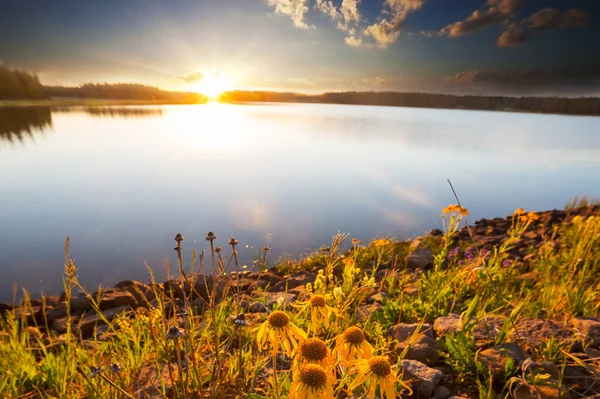 Çiçek Çayırında Güneşli Bir Gün Güzel Doğal Arka Plan Doğadaki — Stok fotoğraf