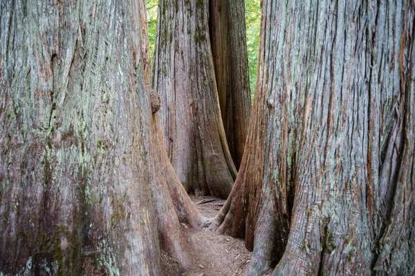 Uma Bela Floresta Sequoias Gigantes Califórnia Eua — Fotografia de Stock