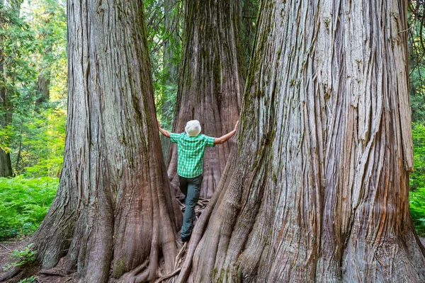 Uomini Una Bellissima Foresta Sequoie Giganti California Usa — Foto Stock