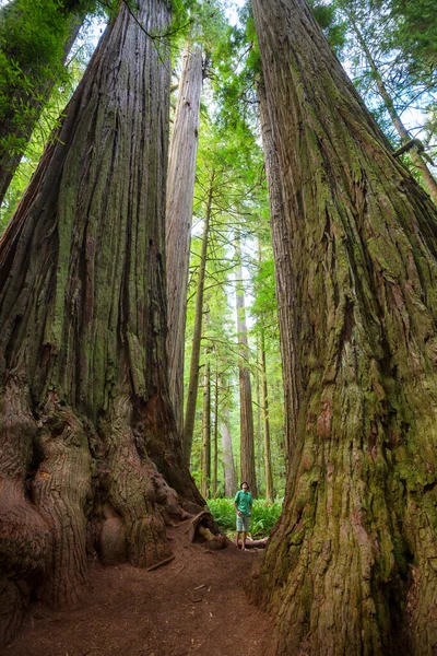 Uomini Una Bellissima Foresta Sequoie Giganti California Usa — Foto Stock