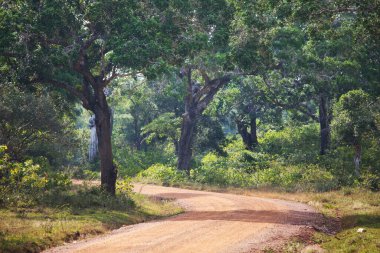Rural road in the summer forest