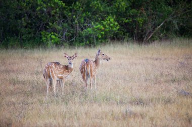 Vahşi Benekli Geyikler nehir boyunca ilerliyor, Washington eyaleti, ABD