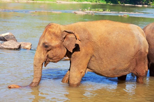 斯里兰卡的亚洲象 — 图库照片