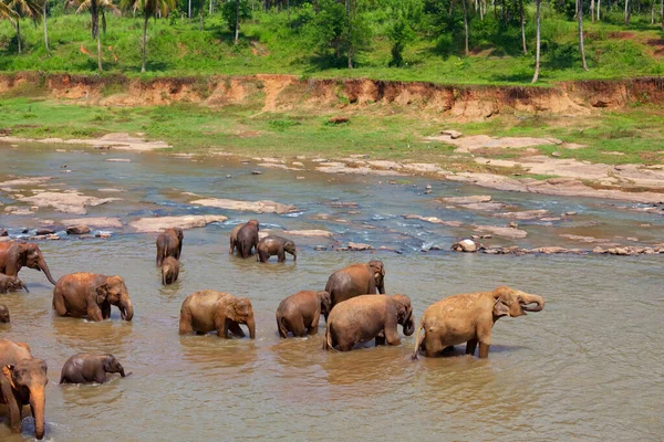 Elefante Asiatico Sri Lanka — Foto Stock