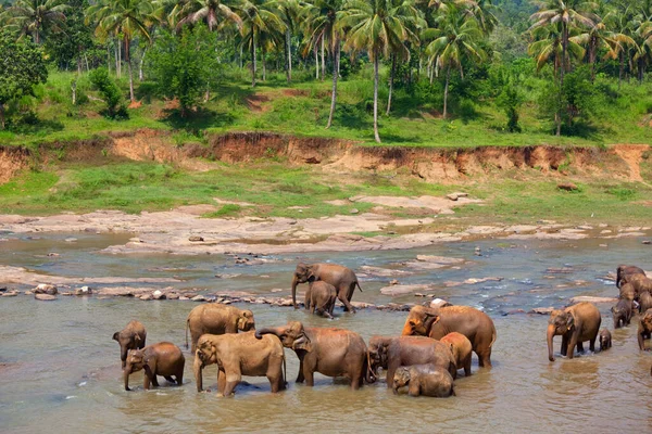 Asiatisk Elefant Sri Lanka — Stockfoto