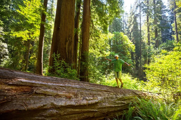 在美国加州美丽的巨大红杉森林里的男人 — 图库照片