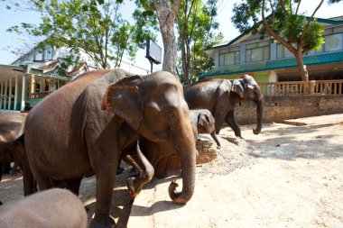 Sri Lanka 'daki Asya Fili