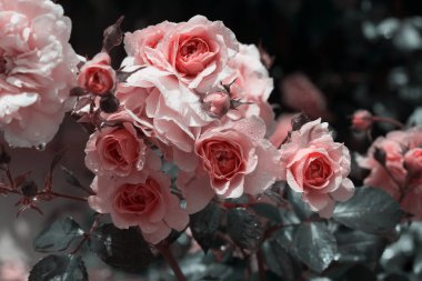 Pembe gül, güzel doğa arka planı.