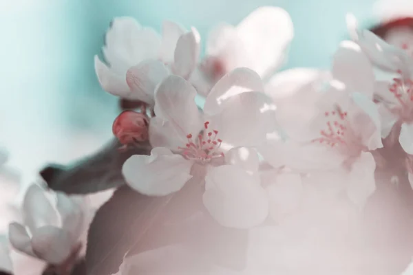 Blühender Baum Frühlingsgarten Schöne Frühling Natürlichen Hintergrund — Stockfoto