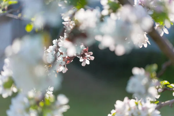 Árbol Floreciente Jardín Primavera Hermoso Fondo Natural Primavera —  Fotos de Stock